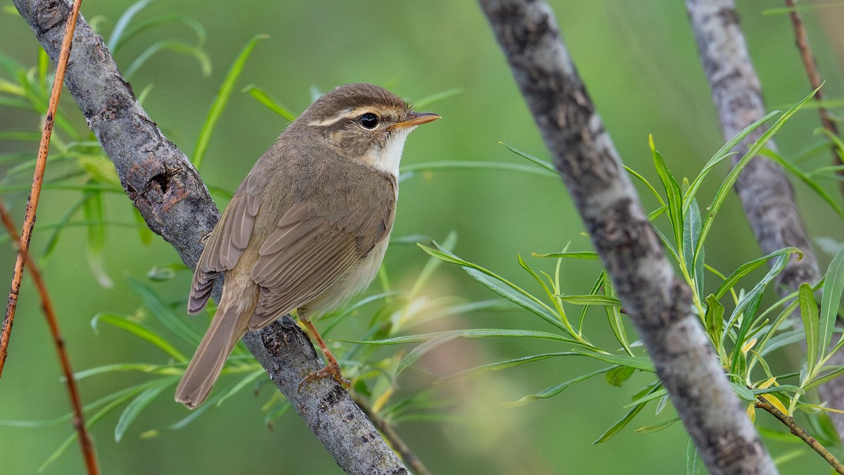 Radde's Warbler - ML620521138