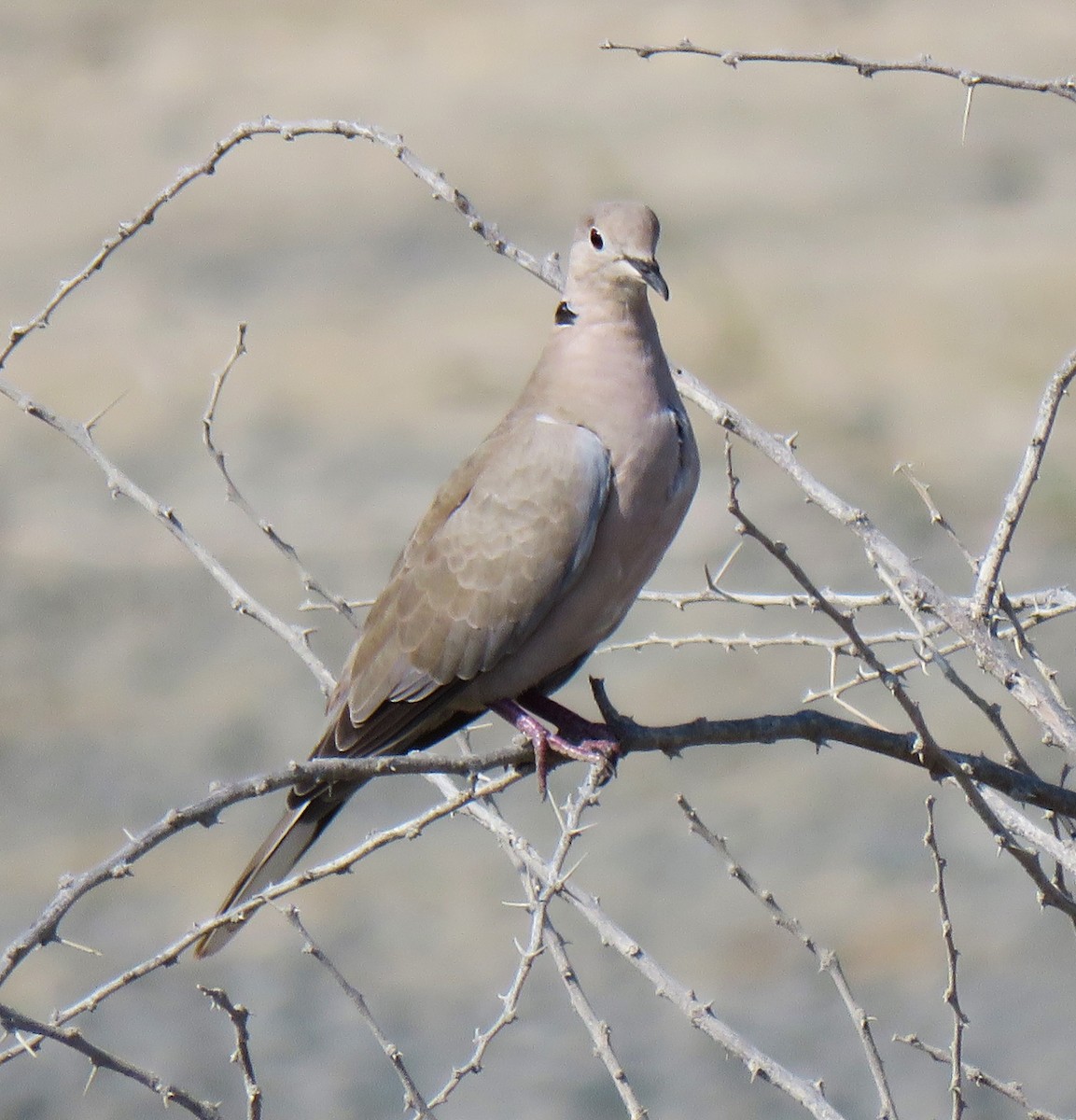 灰斑鳩 - ML620521140