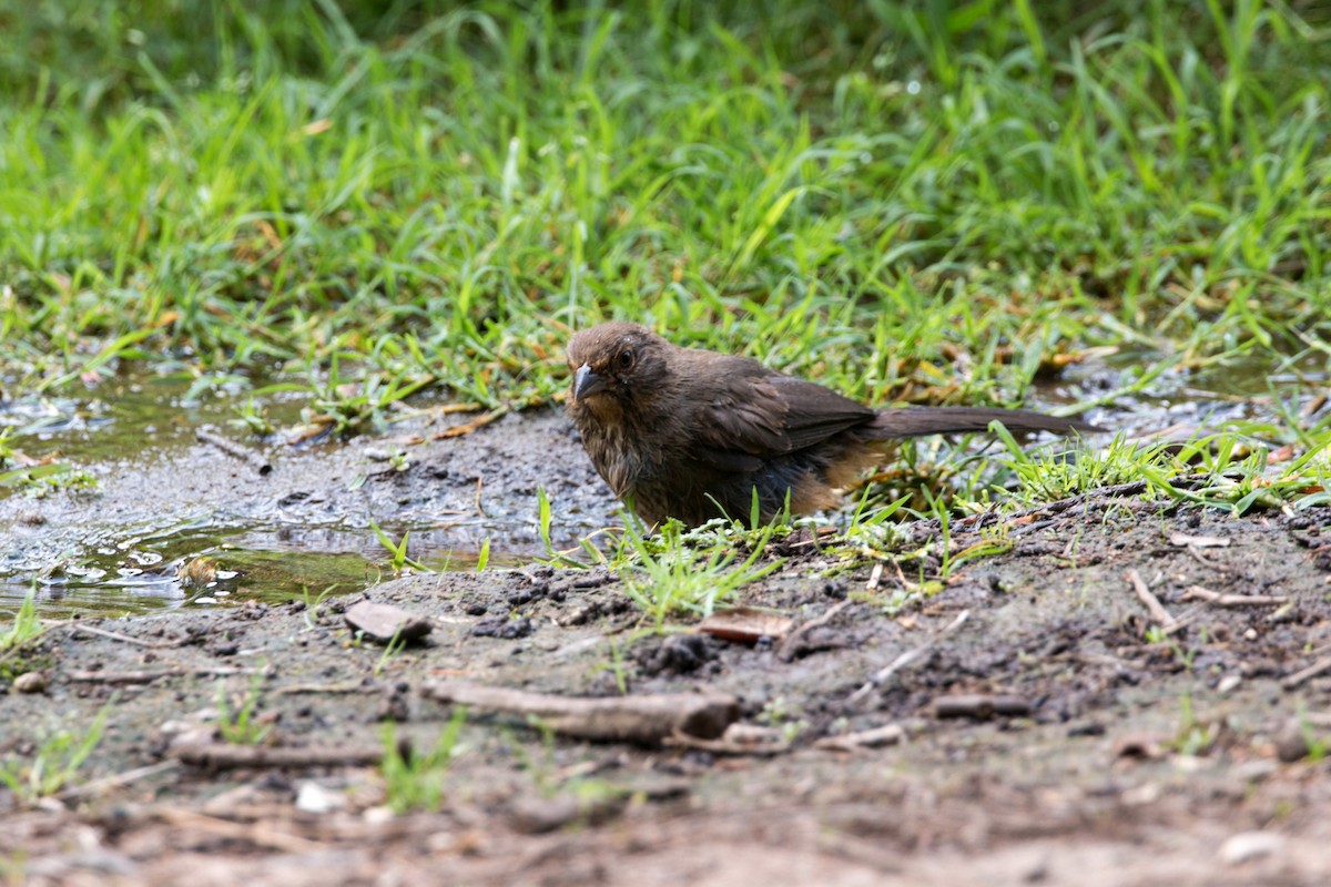 California Towhee - ML620521142