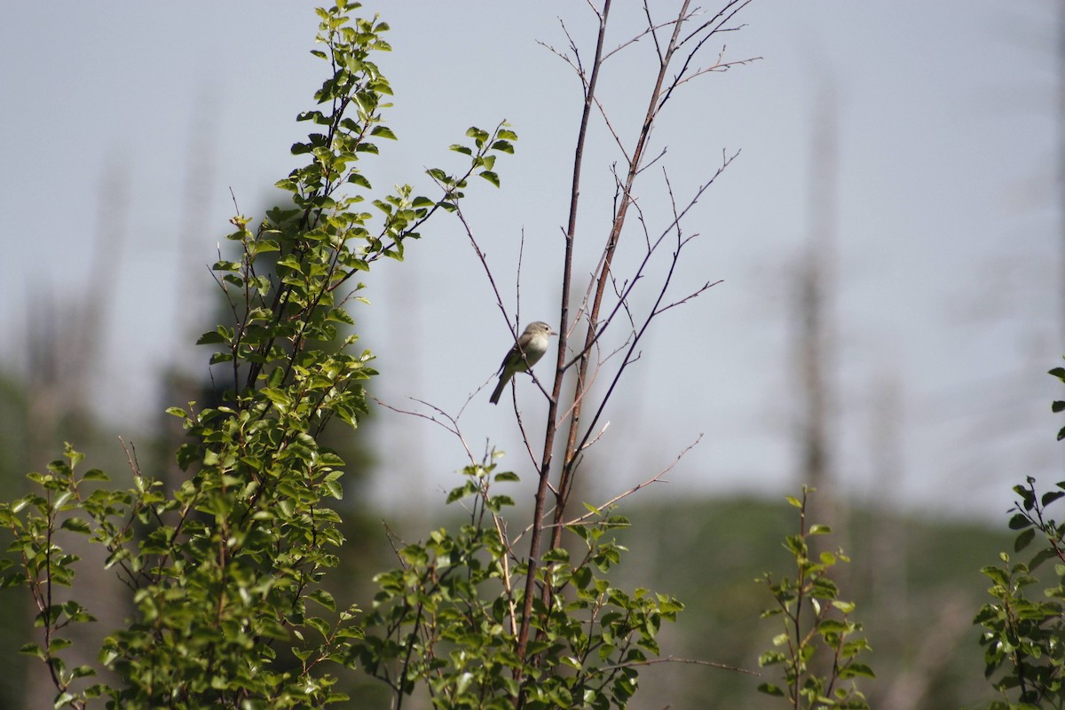 Western Wood-Pewee - ML620521143