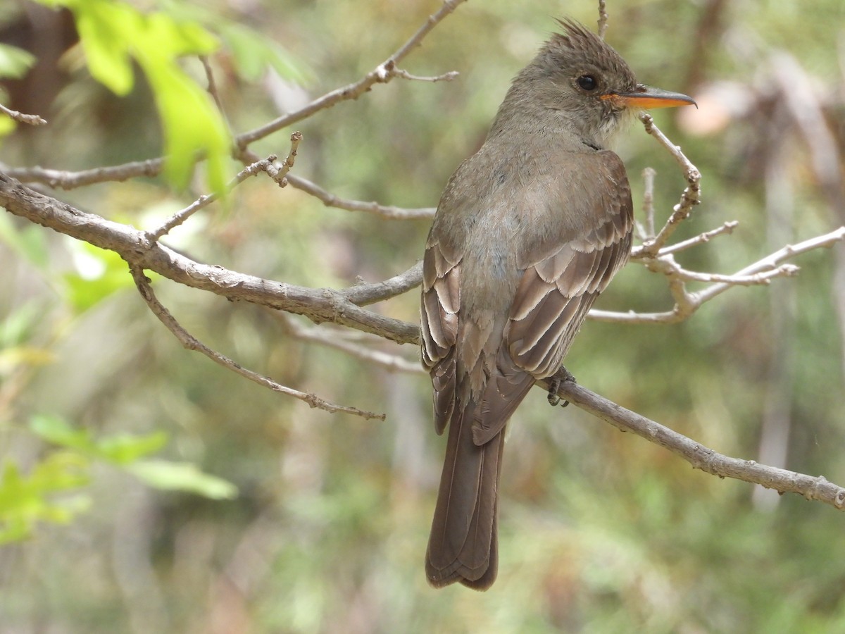 Moucherolle de Coues - ML620521144