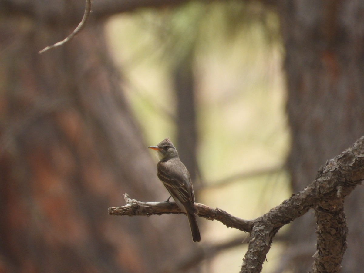 Greater Pewee - ML620521145