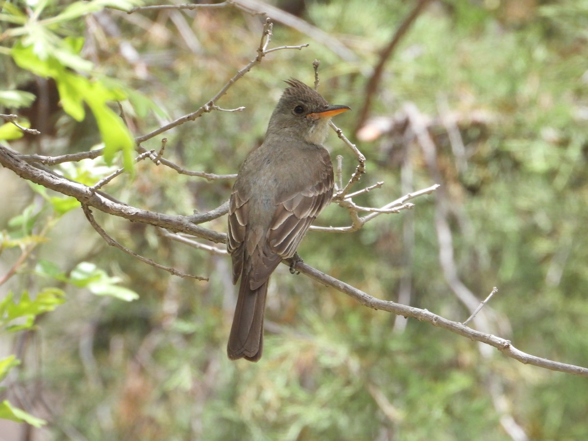 Moucherolle de Coues - ML620521146