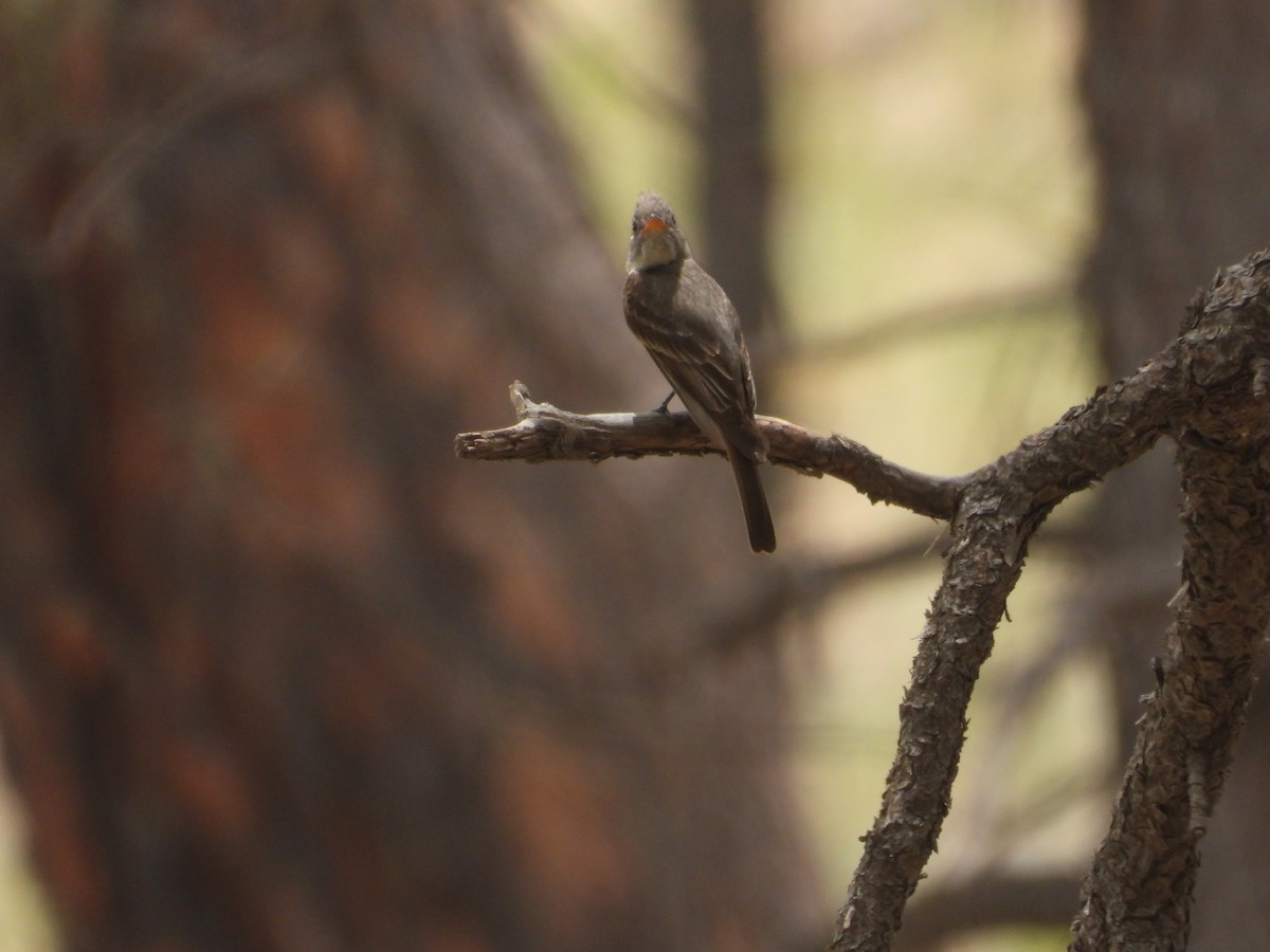 Greater Pewee - ML620521147