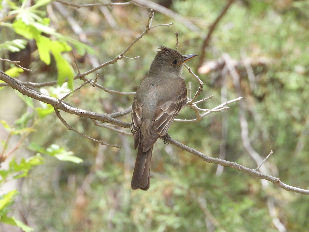 Greater Pewee - ML620521148