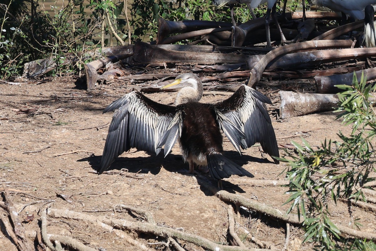 Austral-Schlangenhalsvogel - ML620521149