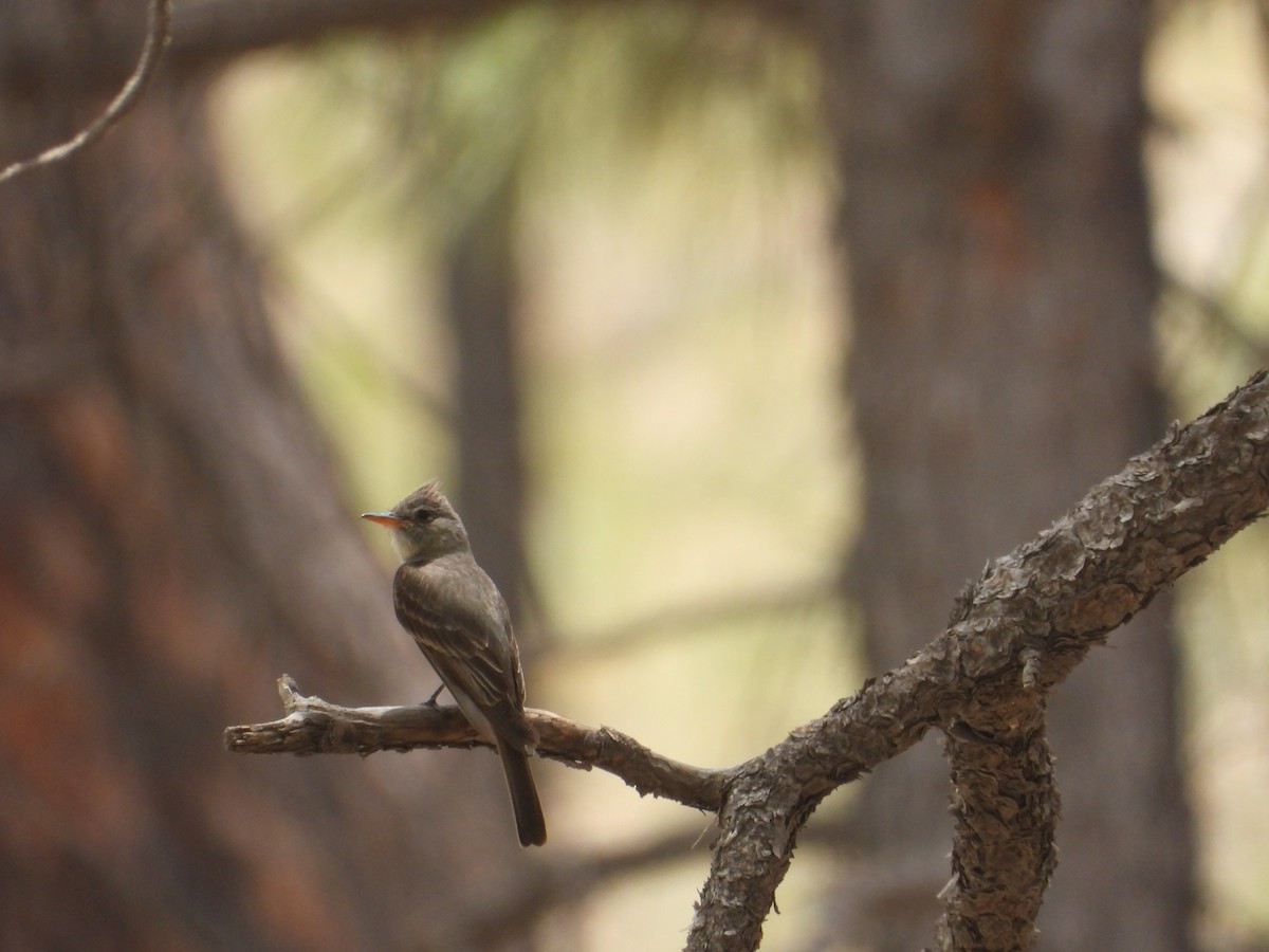 Greater Pewee - ML620521150