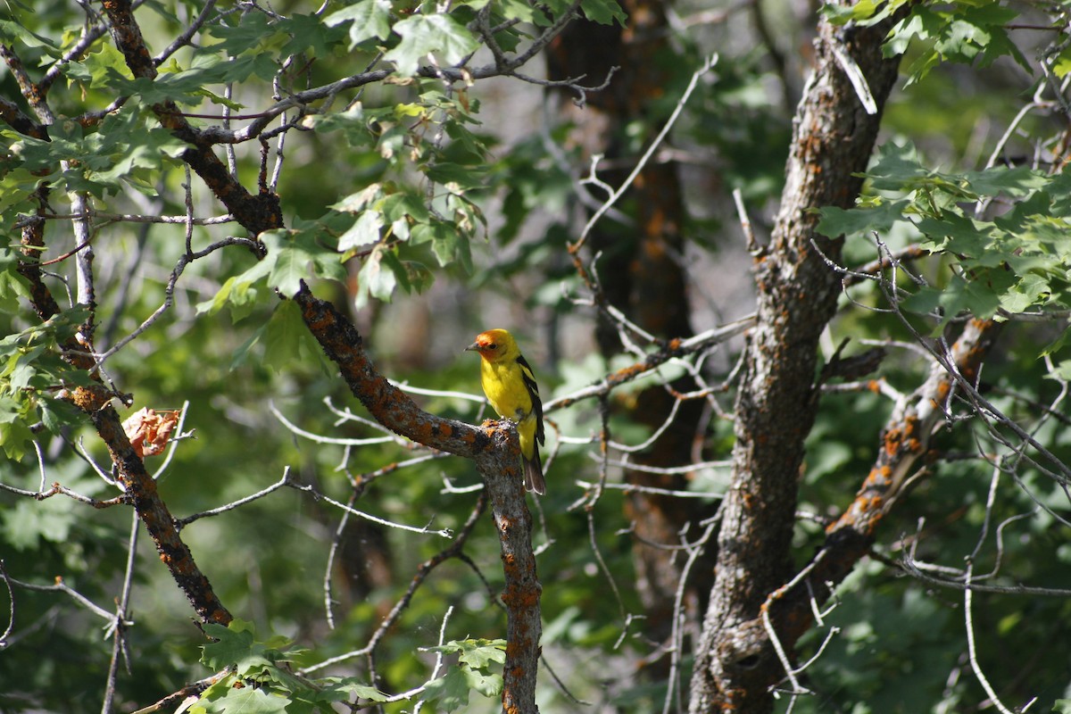 Western Tanager - ML620521152
