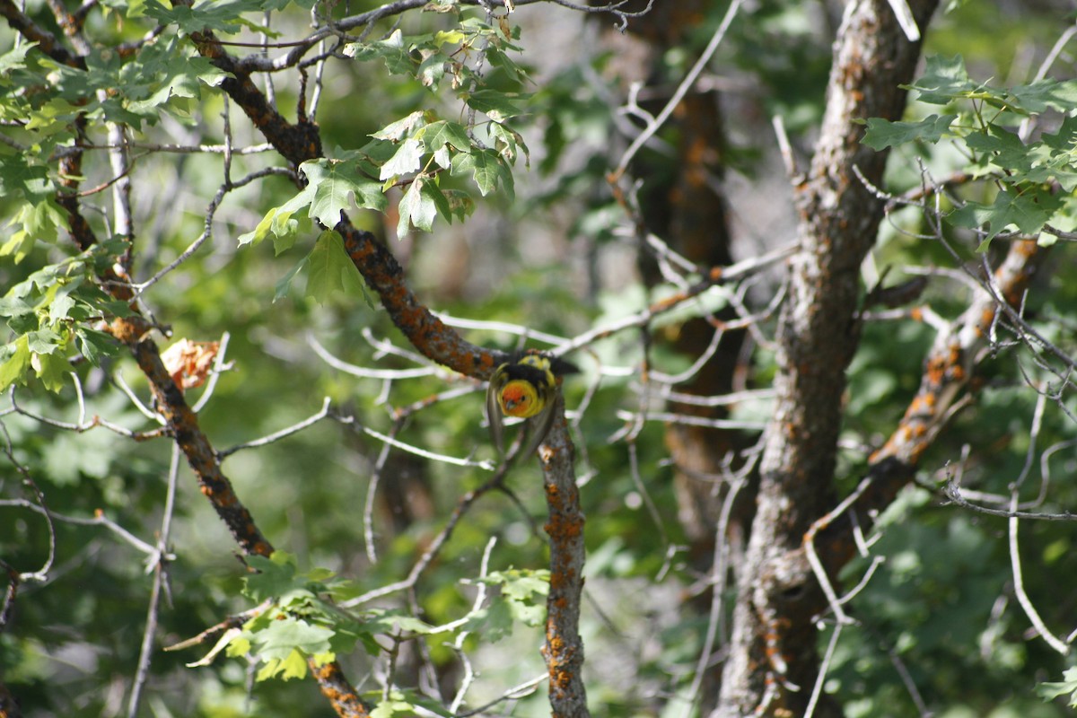 Western Tanager - ML620521153