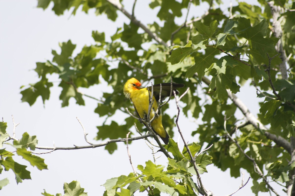 Western Tanager - ML620521154