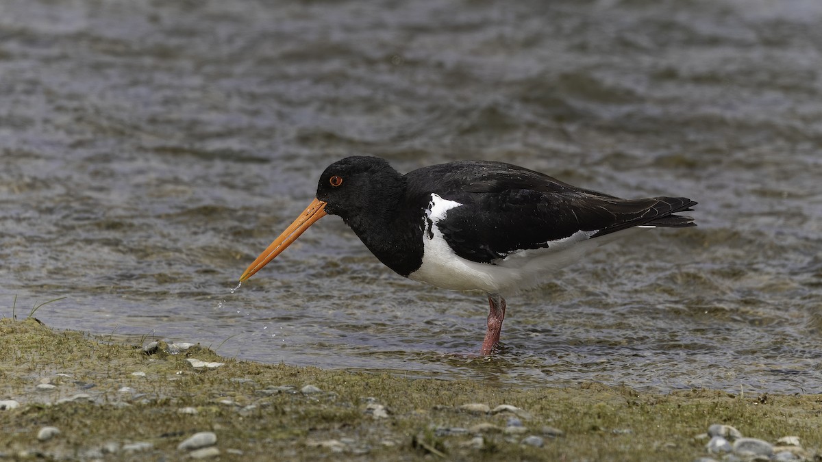 South Island Oystercatcher - ML620521162