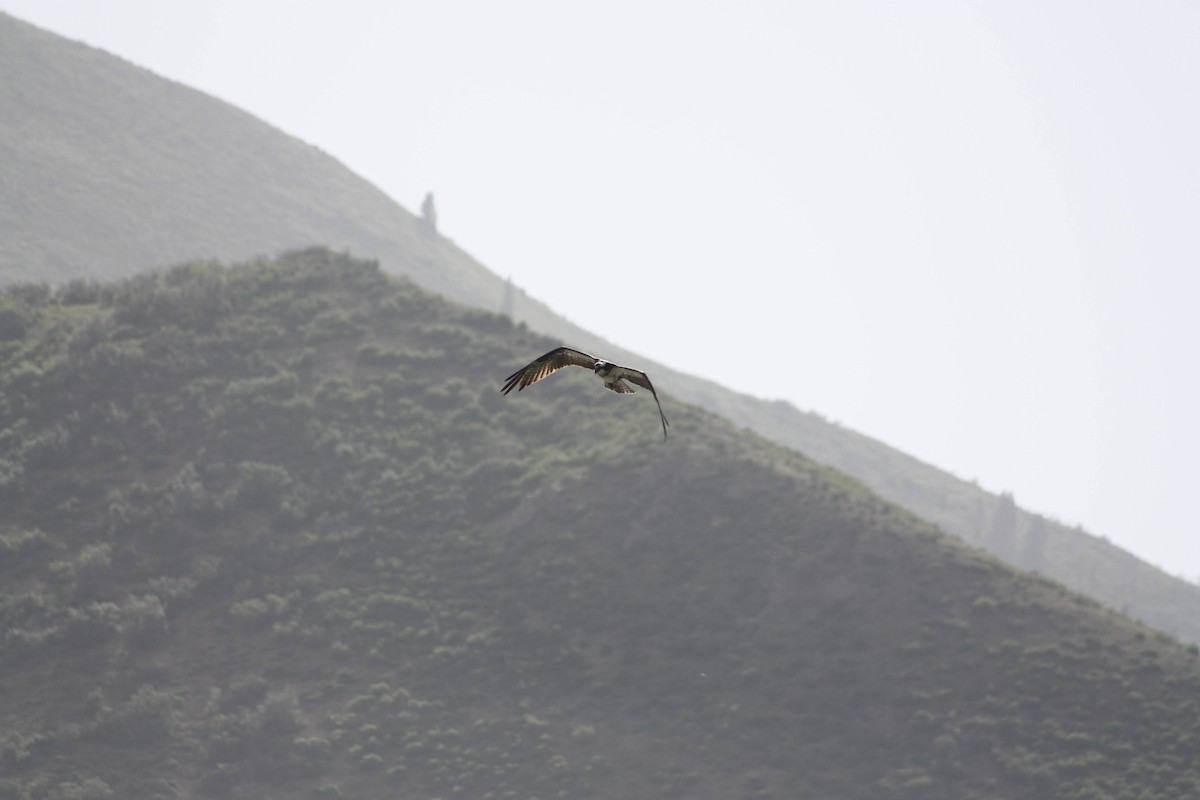 Águila Pescadora - ML620521167