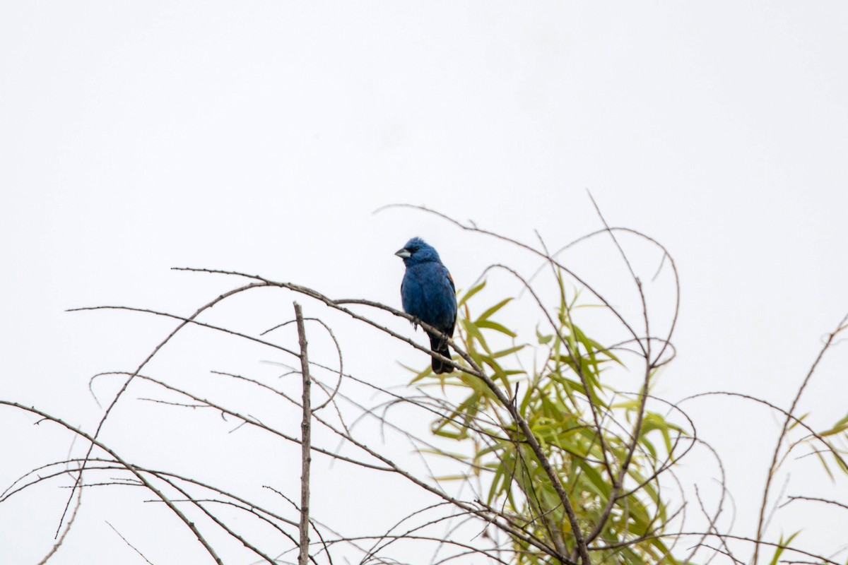 Blue Grosbeak - ML620521168