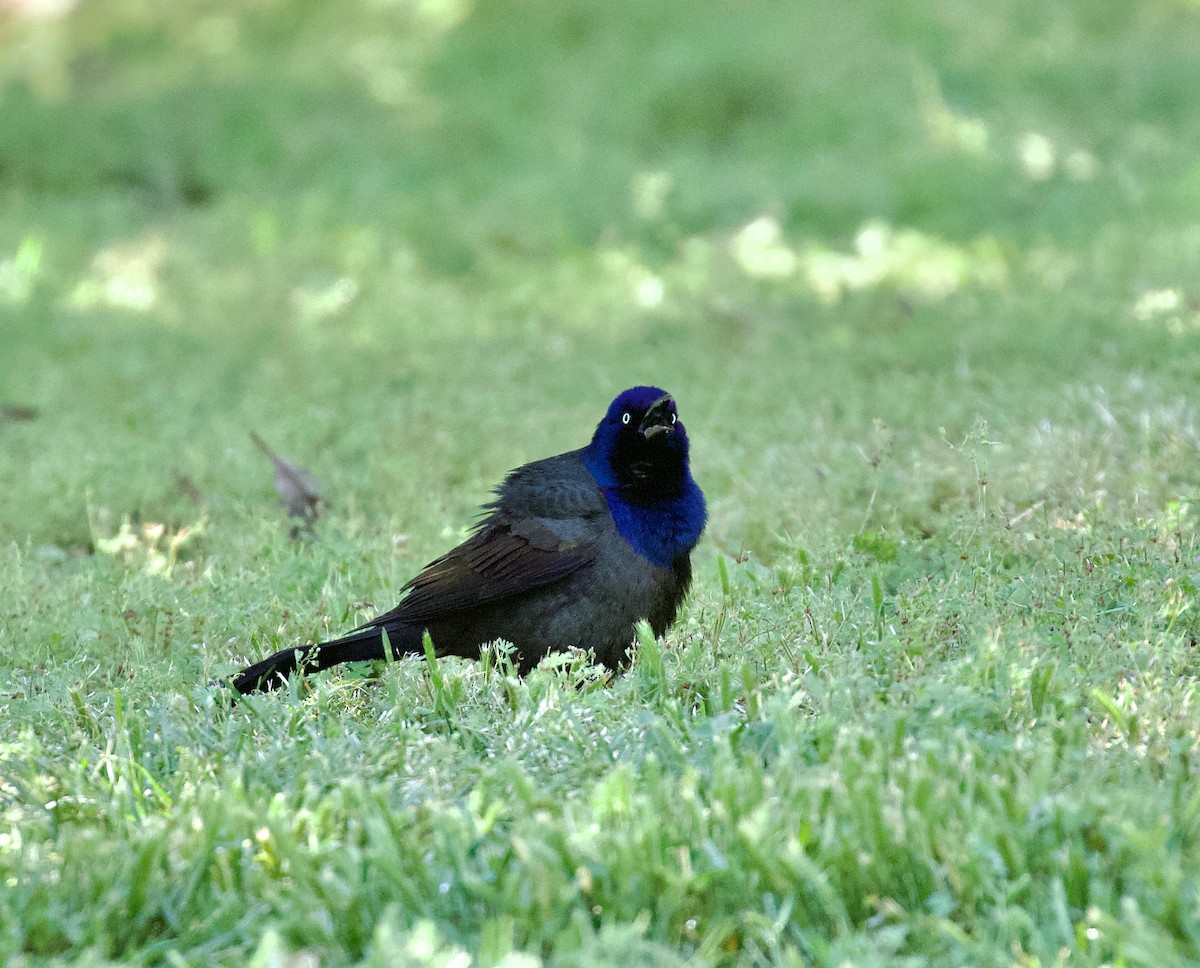 Common Grackle - ML620521169