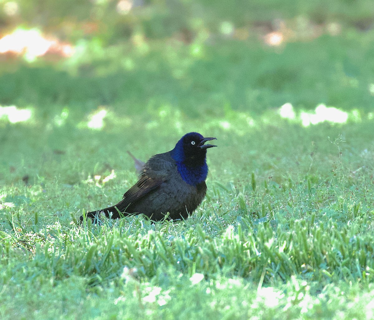 Common Grackle - Alison Hiers