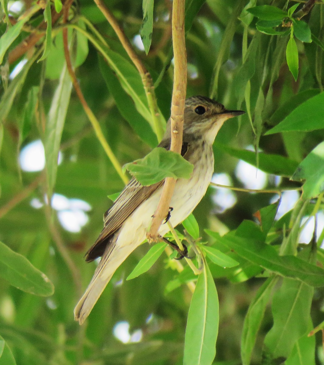 Spotted Flycatcher - ML620521176