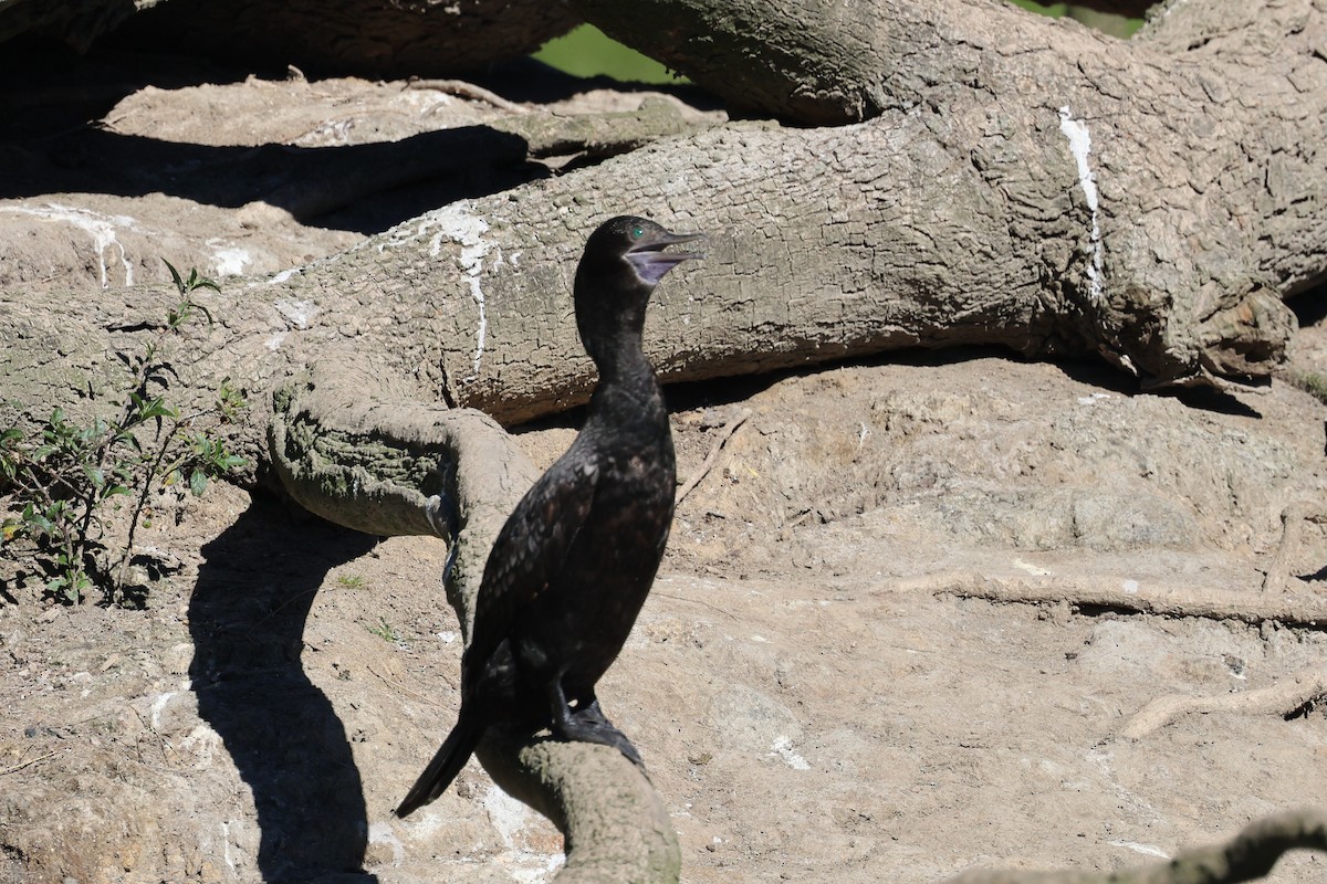 Little Black Cormorant - Dennis Devers