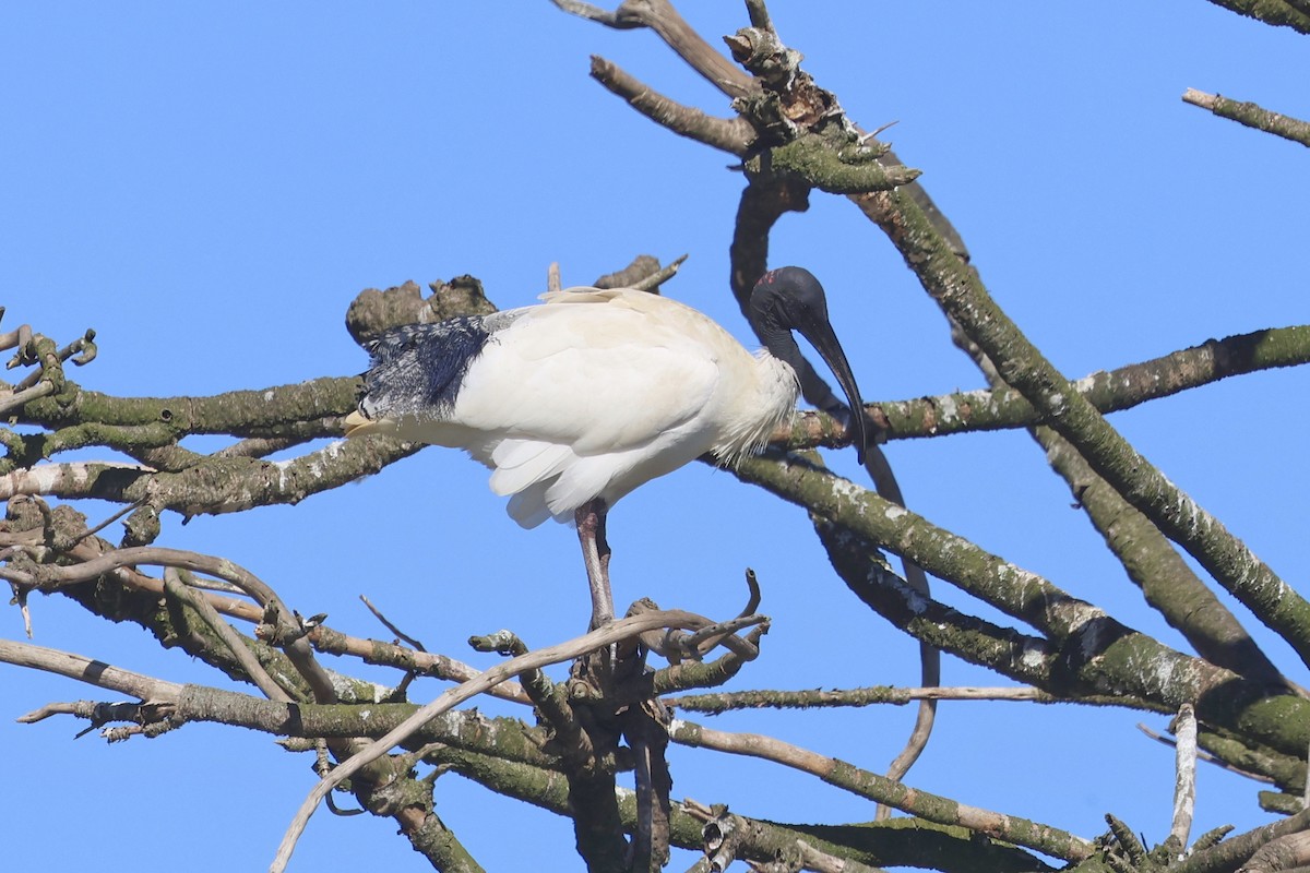 Australian Ibis - Dennis Devers