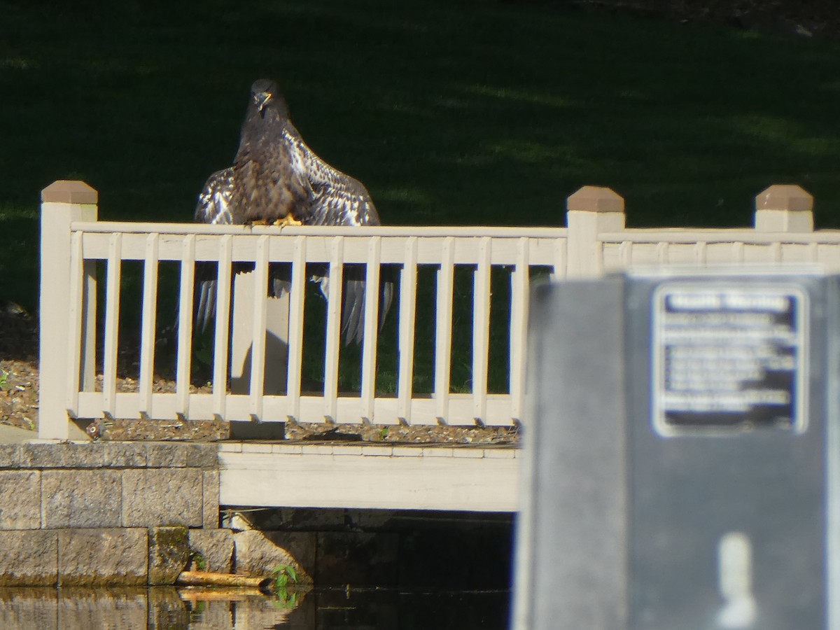 Bald Eagle - ML620521186