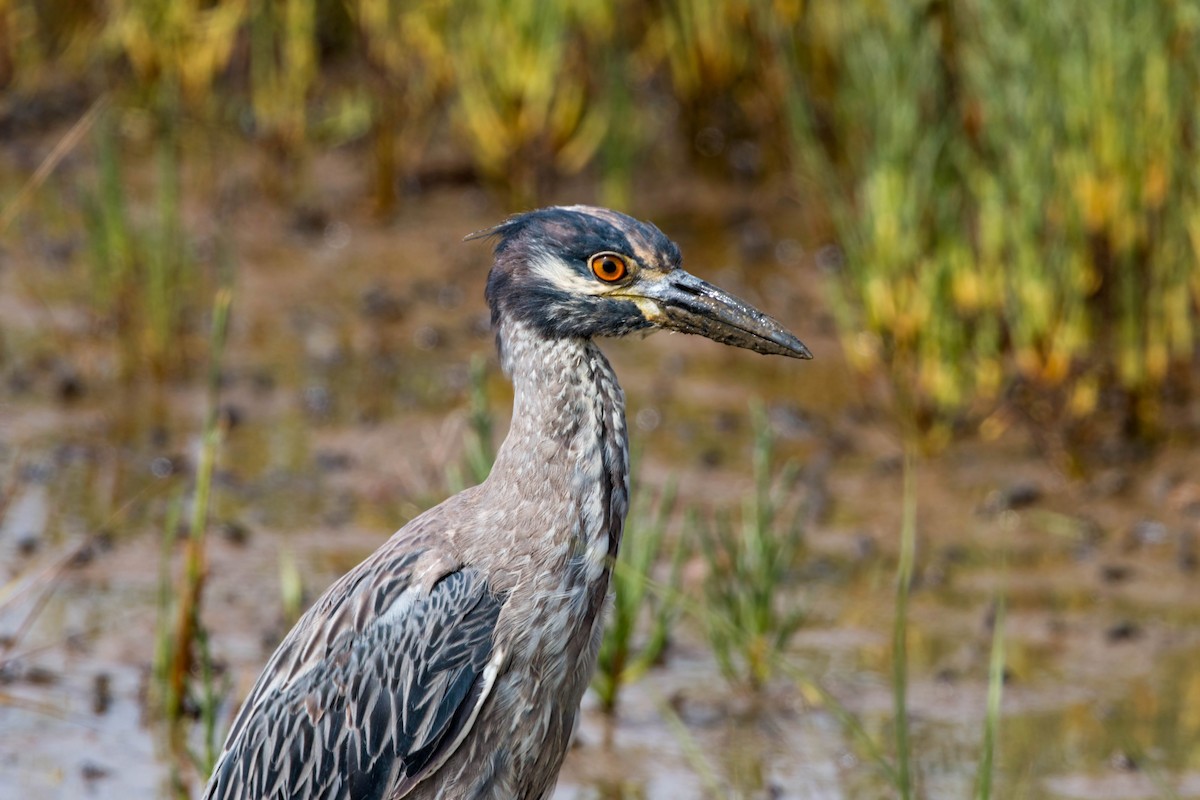 Yellow-crowned Night Heron - ML620521190