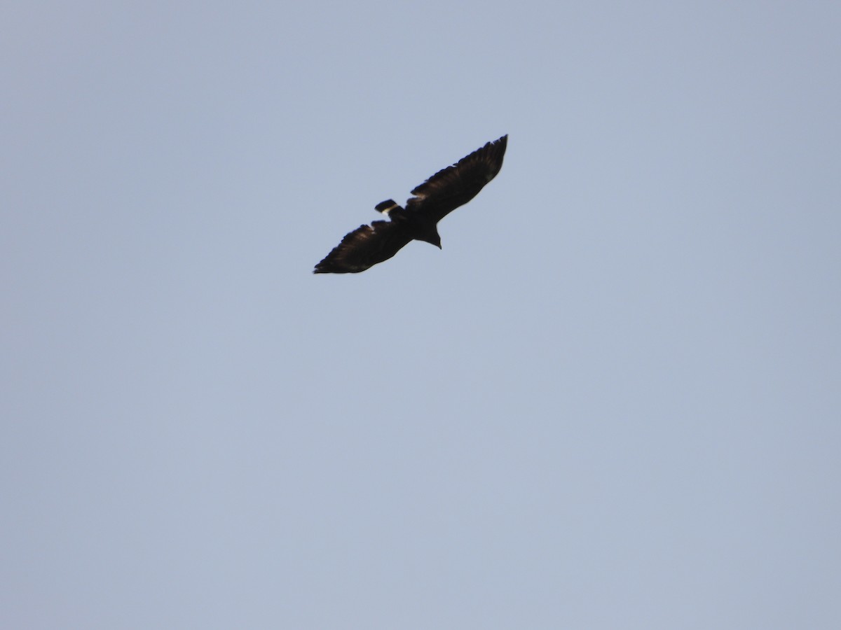 Common Black Hawk (Common) - ML620521191