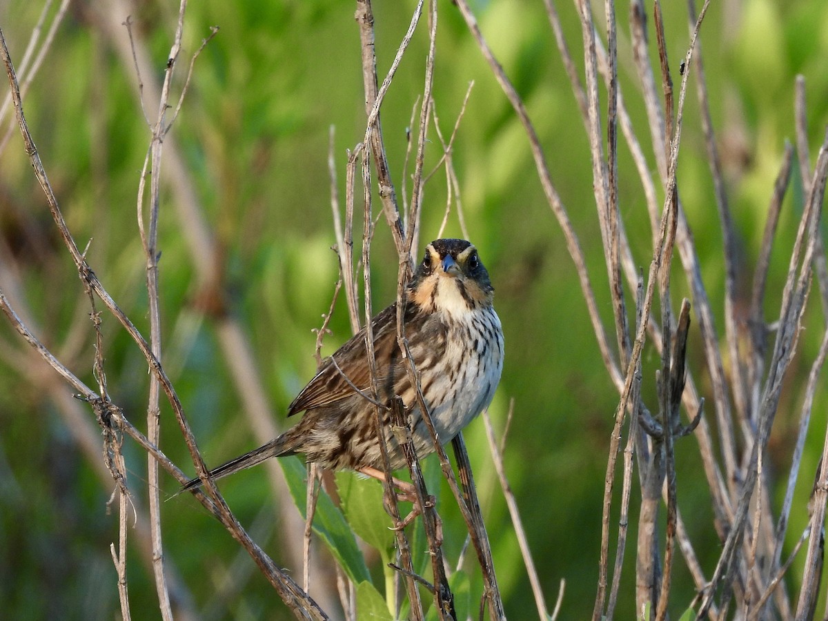 Saltmarsh Sparrow - ML620521193