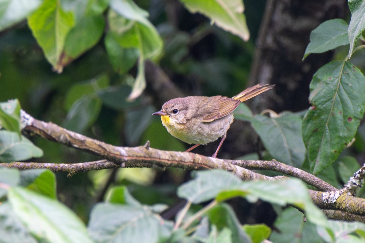 Common Yellowthroat - Masoud Javadi