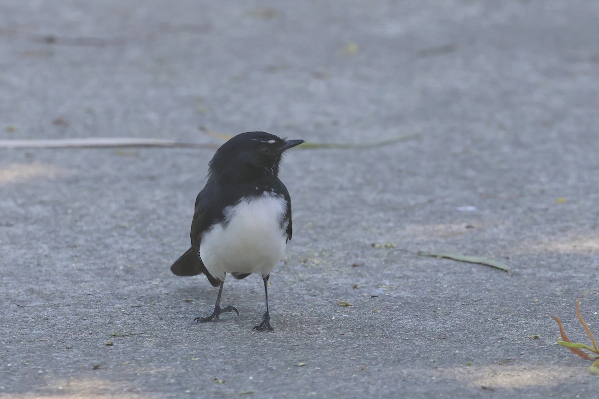 Willie-wagtail - ML620521200