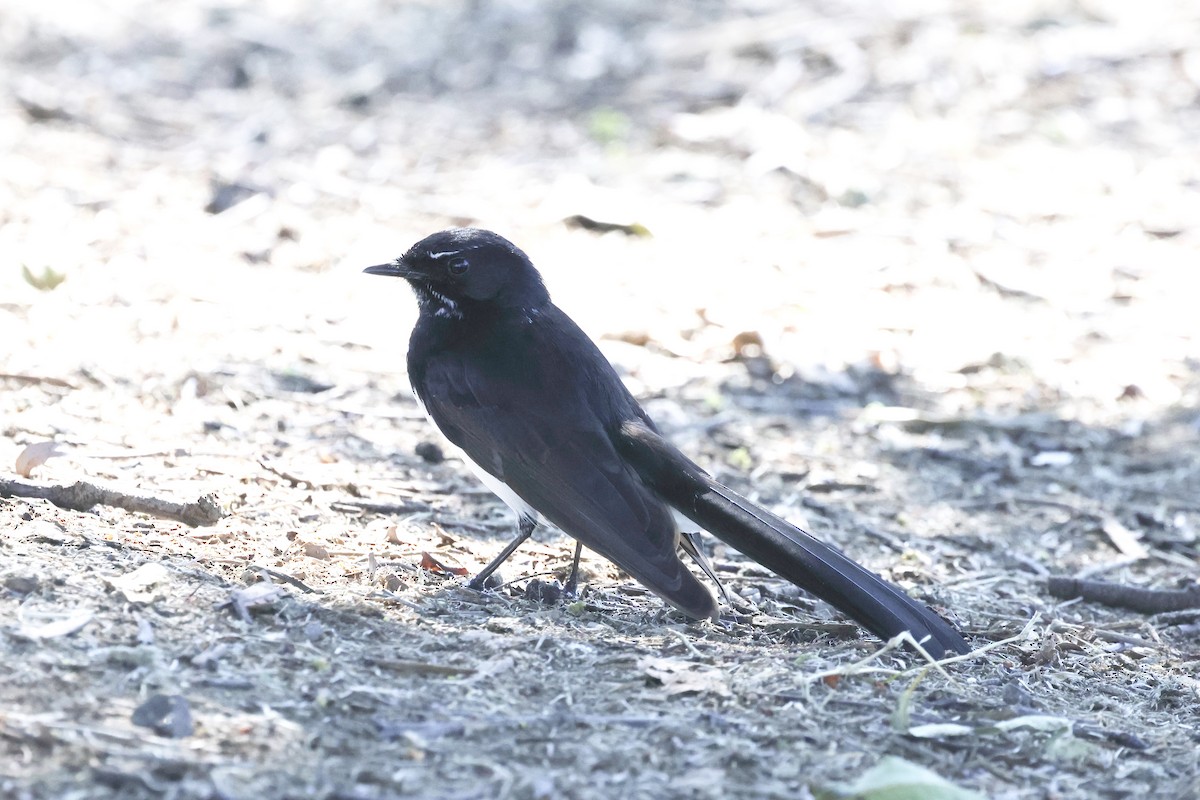 Willie-wagtail - ML620521201
