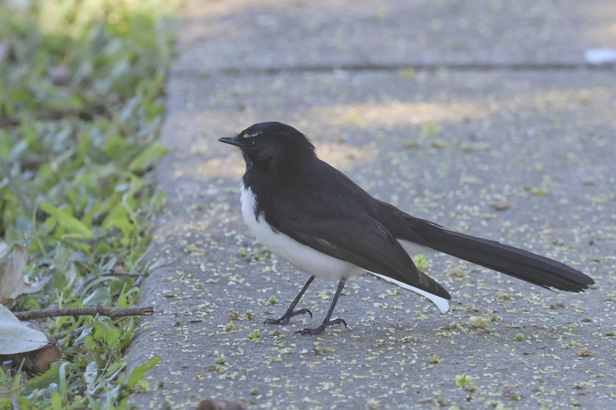 Willie-wagtail - ML620521202