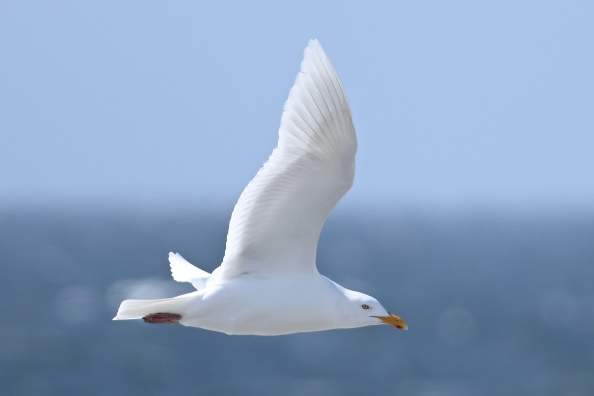 Glaucous Gull - ML620521203