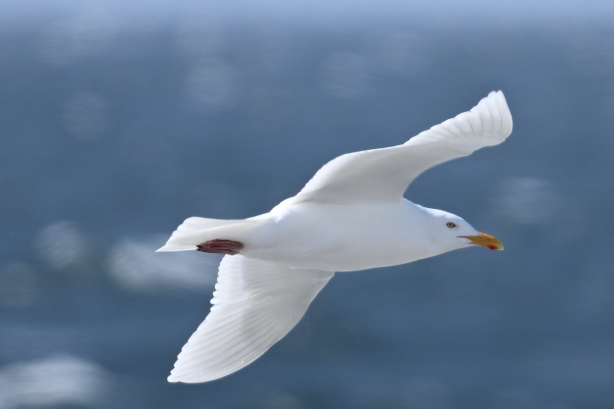 Glaucous Gull - ML620521204