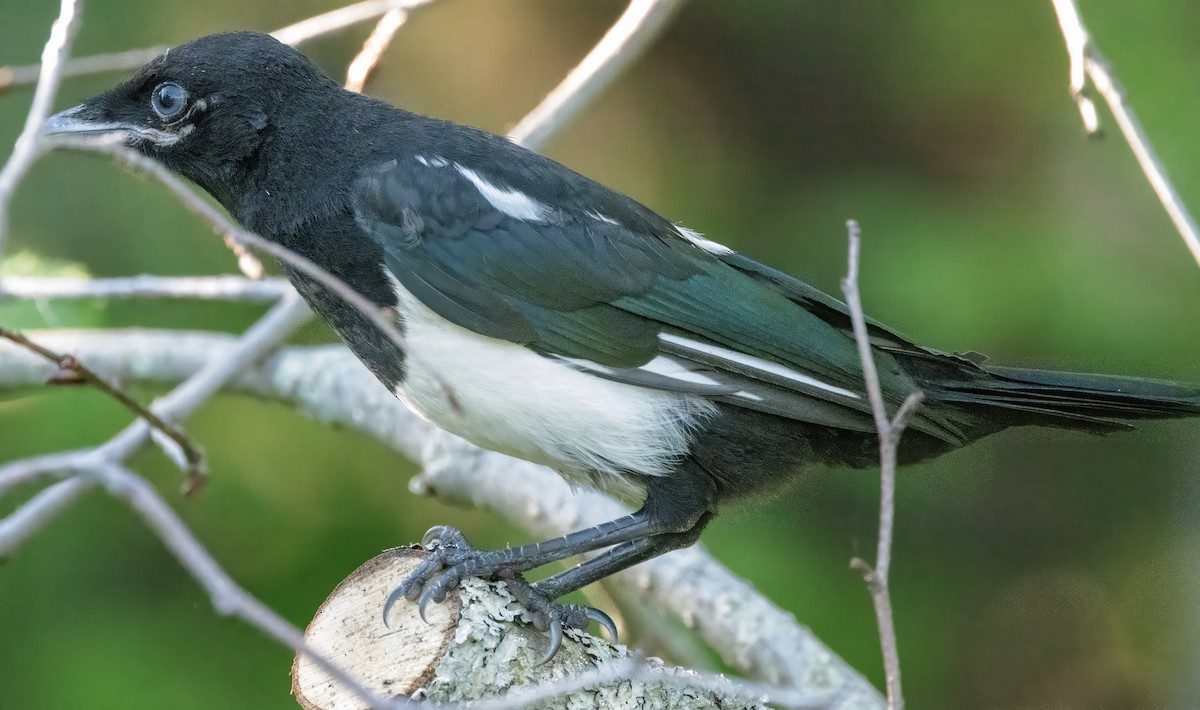 Black-billed Magpie - ML620521208