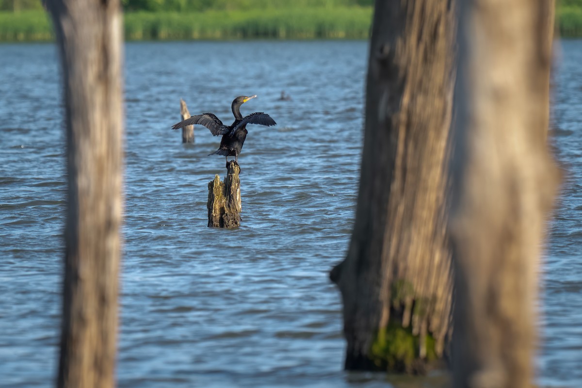 Cormoran à aigrettes - ML620521212