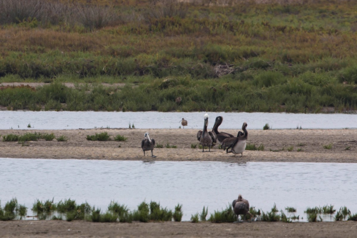 Brown Pelican (California) - ML620521215