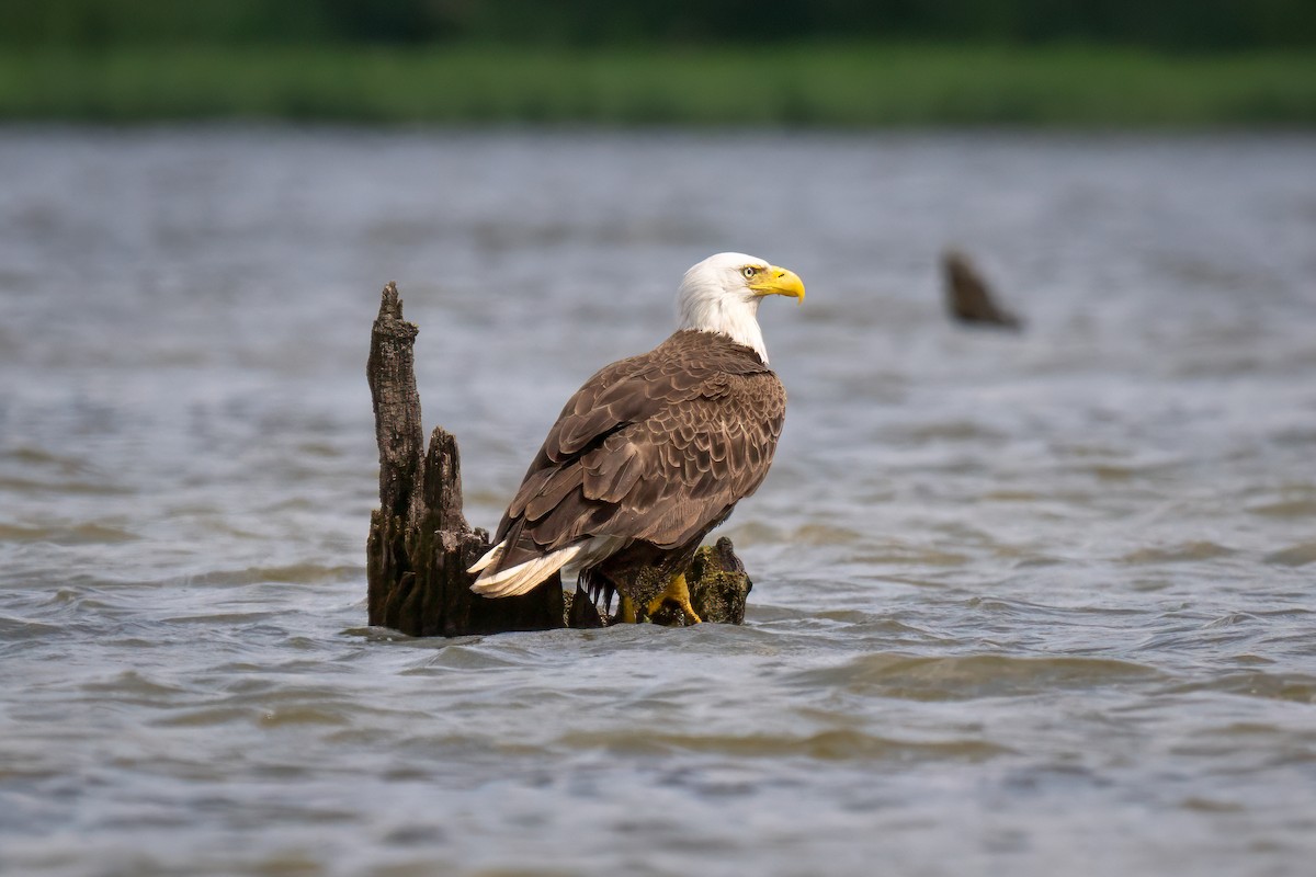 Weißkopf-Seeadler - ML620521216