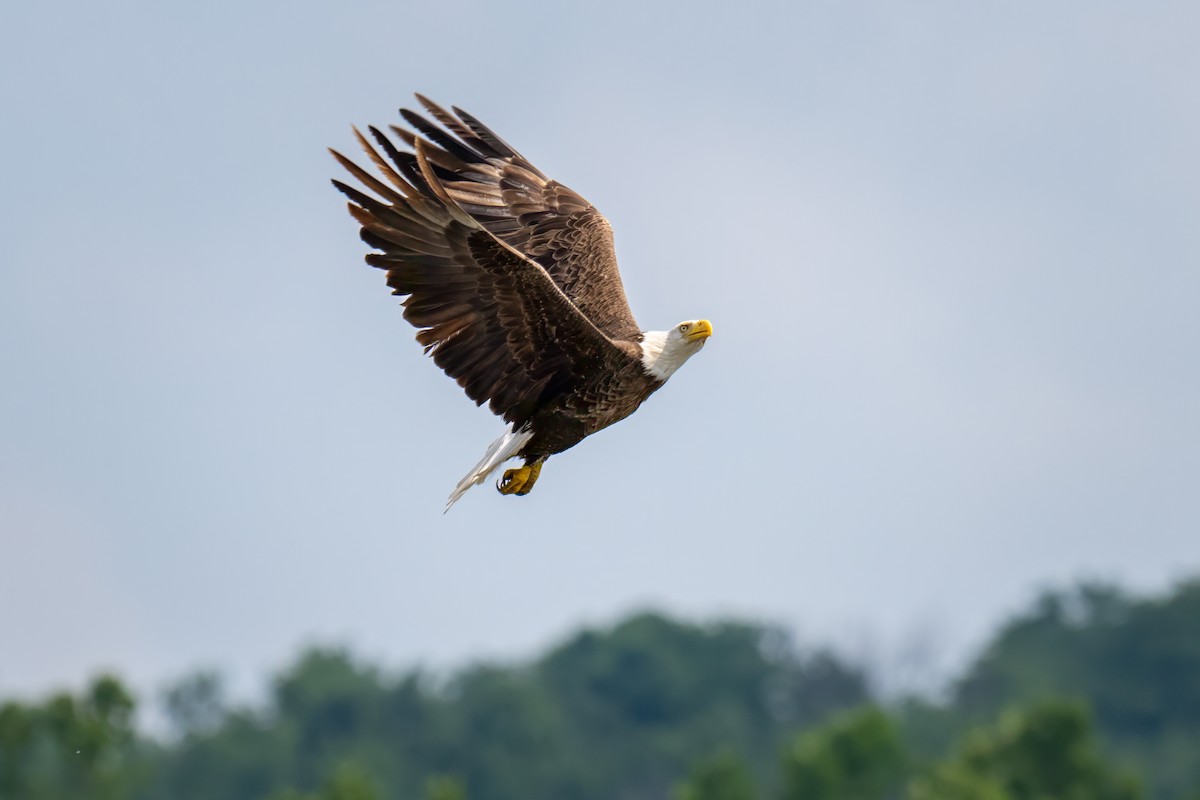 Bald Eagle - ML620521223