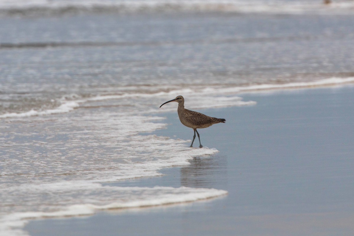 Whimbrel - ML620521225