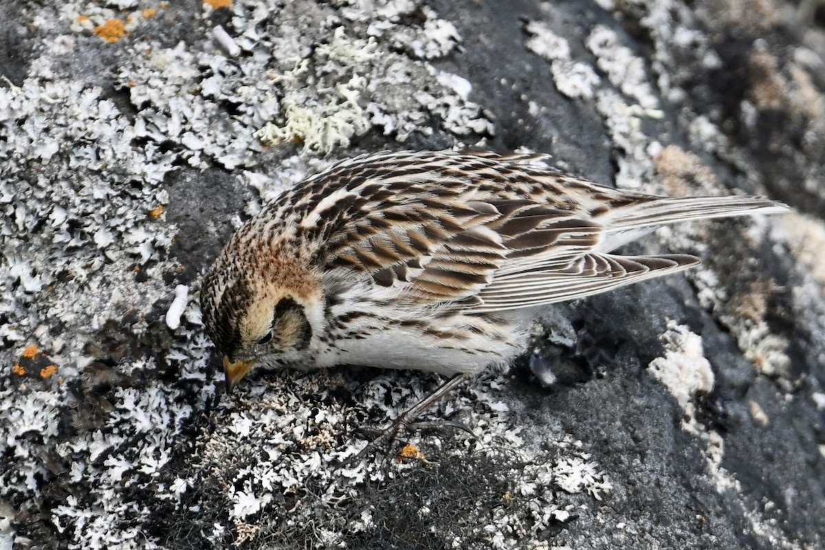 Lapland Longspur - ML620521227