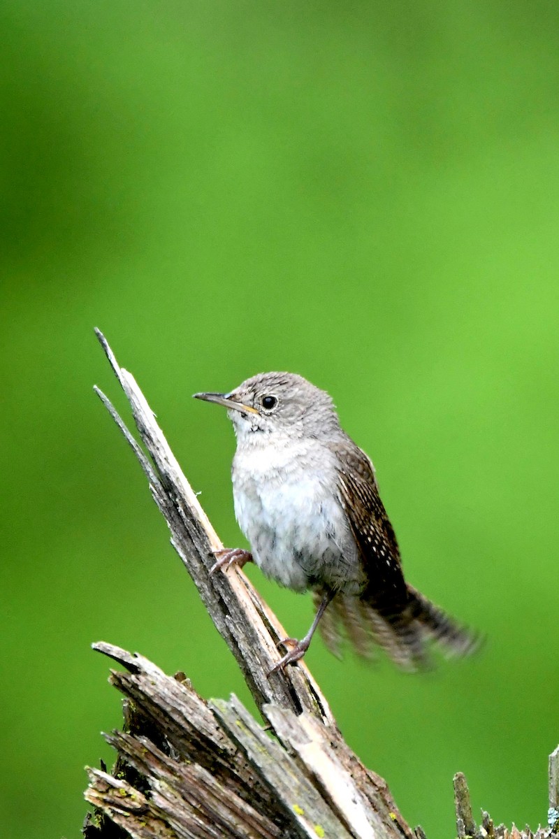 House Wren - Joe Gadbois