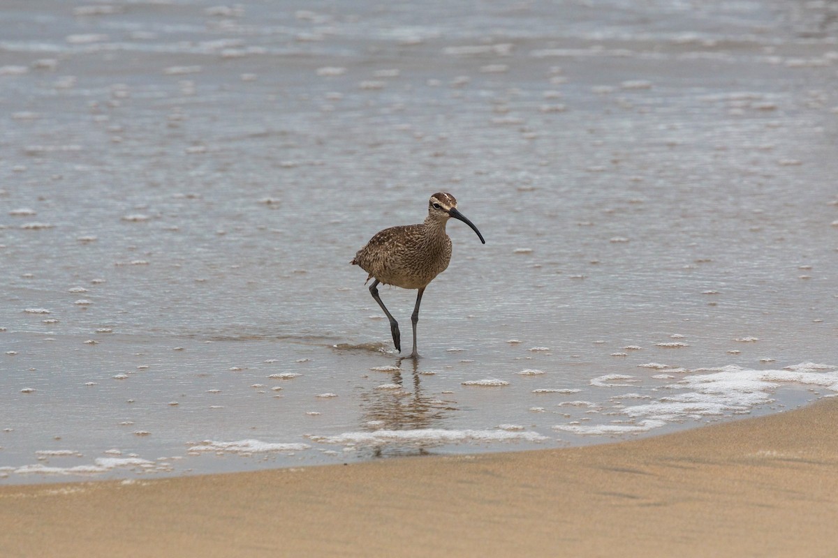 Regenbrachvogel - ML620521233