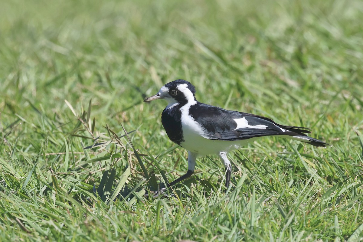 Magpie-lark - ML620521234