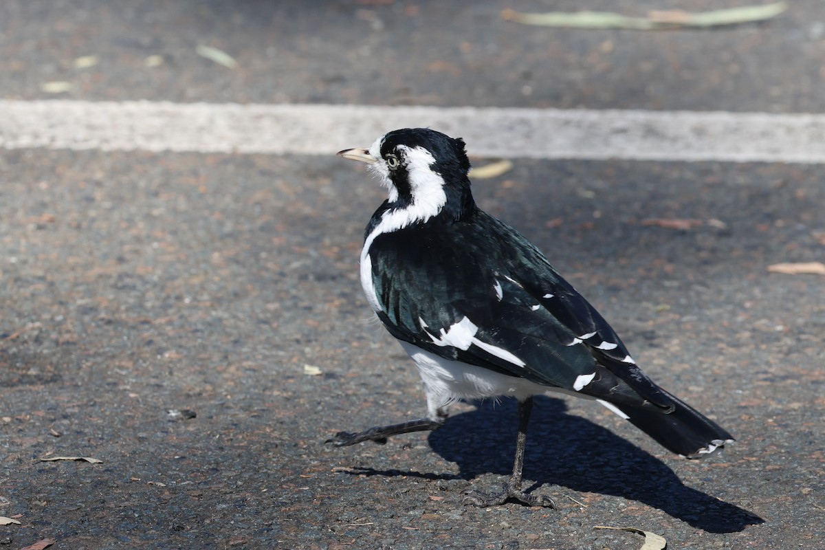 Magpie-lark - ML620521237