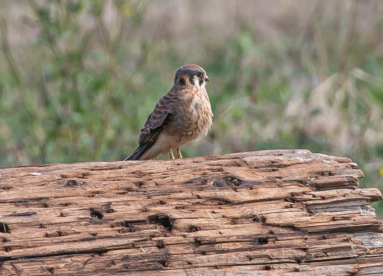 American Kestrel - ML620521238