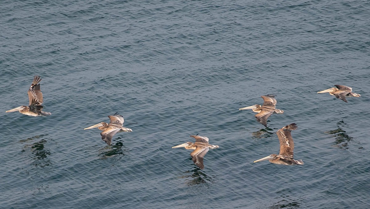 Brown Pelican - ML620521242