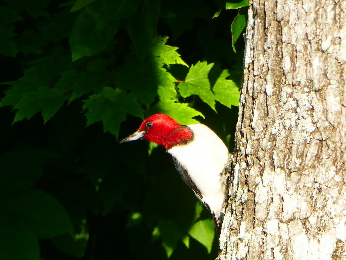 Red-headed Woodpecker - ML620521244