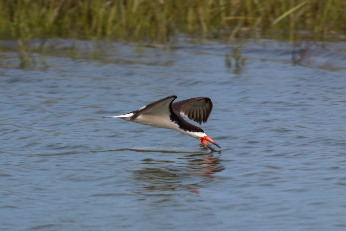 Black Skimmer - ML620521246