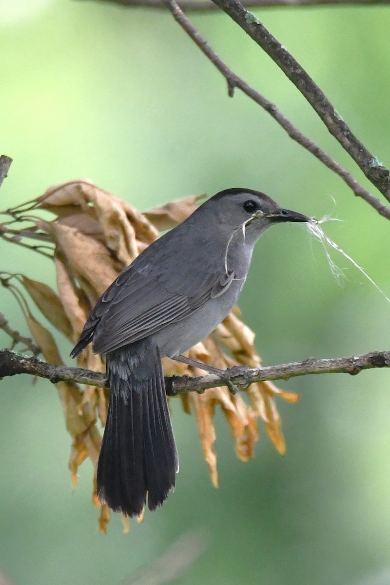 Gray Catbird - ML620521249