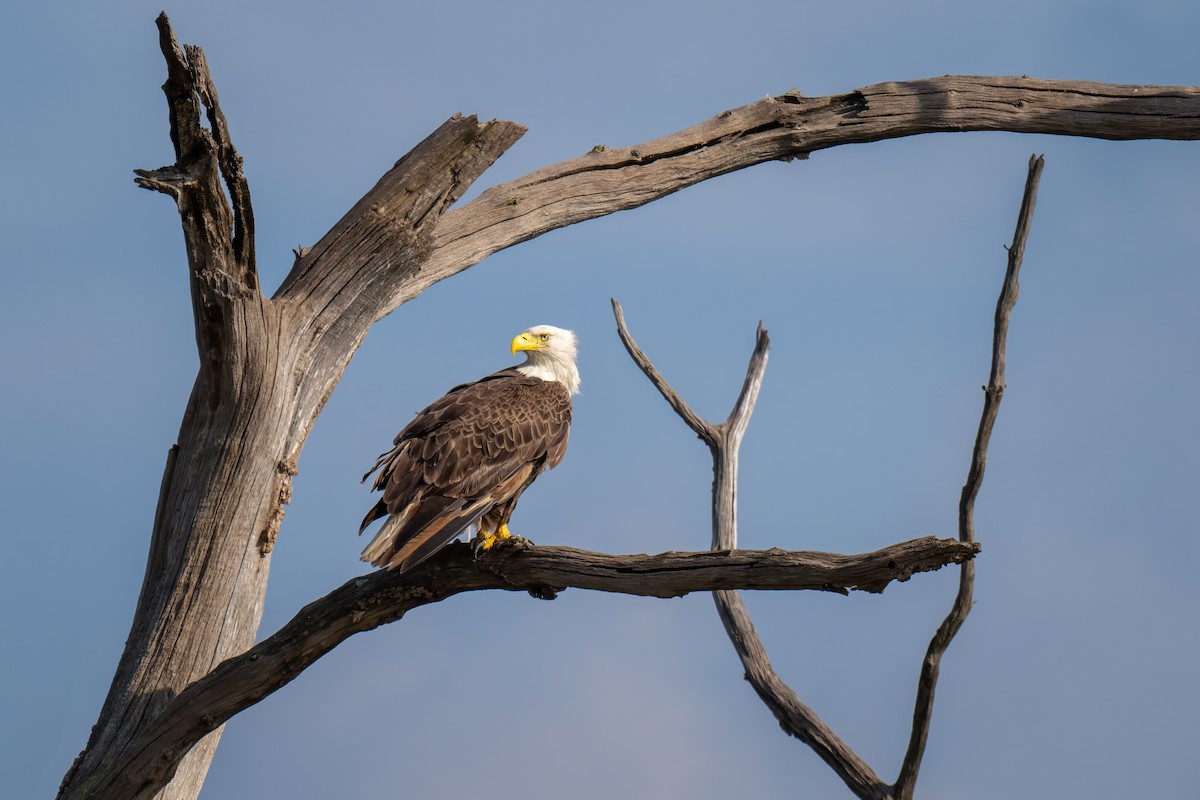 Bald Eagle - ML620521251