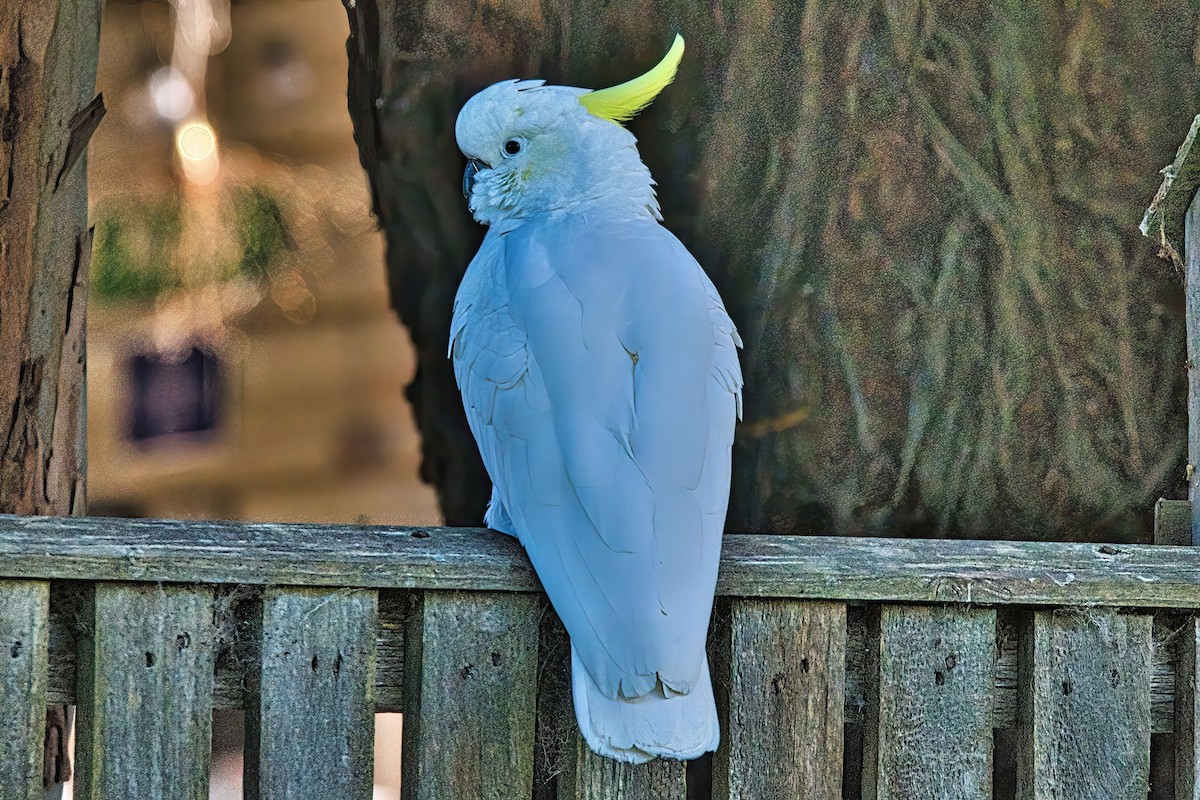 Sulphur-crested Cockatoo - ML620521252